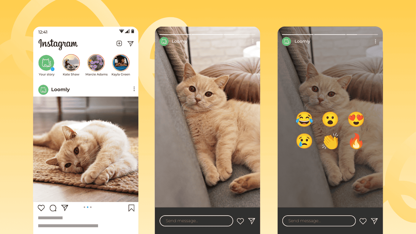 story of a cat on instagram